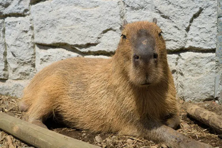 Are Capybaras Good Pets? (All You Need to Know!) Animals HQ