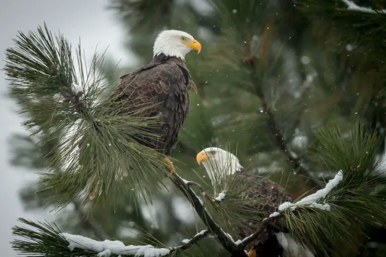 What is a Group of Bald Eagles Called? Animals HQ