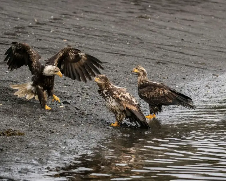 What is a Group of Bald Eagles Called? Animals HQ
