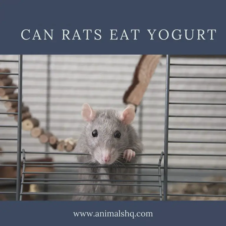 Can Rats Eat Yogurt? (All You Need to Know!) Animals HQ