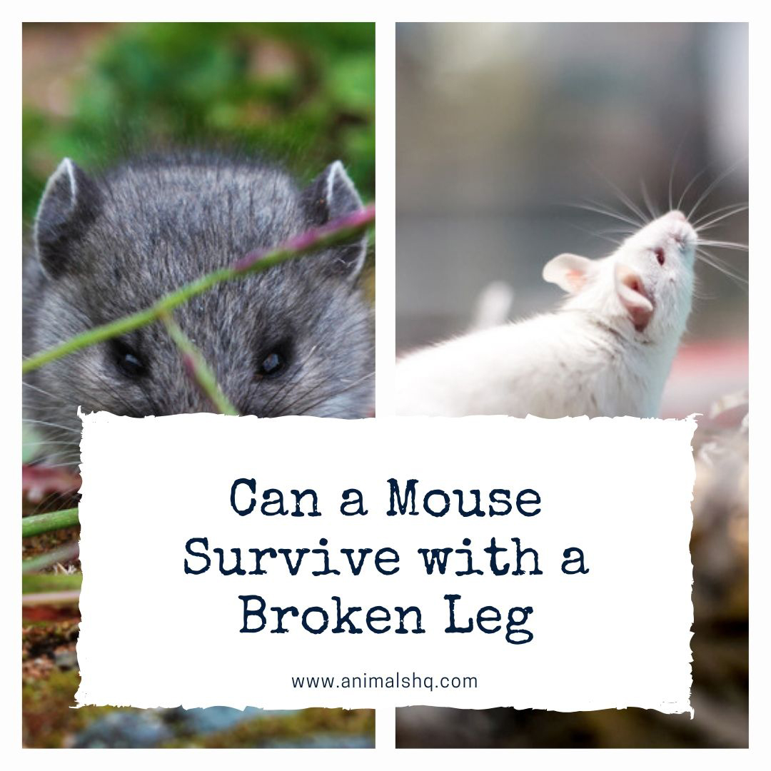 Can a Mouse Survive with a Broken Leg? (Read This First!) Animals HQ