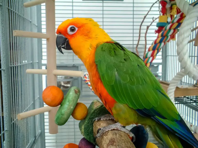 Can Conures Eat Cherries? (All You Need to Know!) Animals HQ