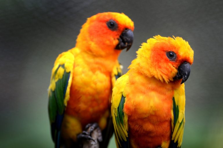 How Do Conures Show Affection? (All You Need to Know!) Animals HQ