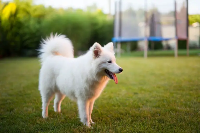 Why Are Dogs So Expensive? (All You Need to Know!) Animals HQ