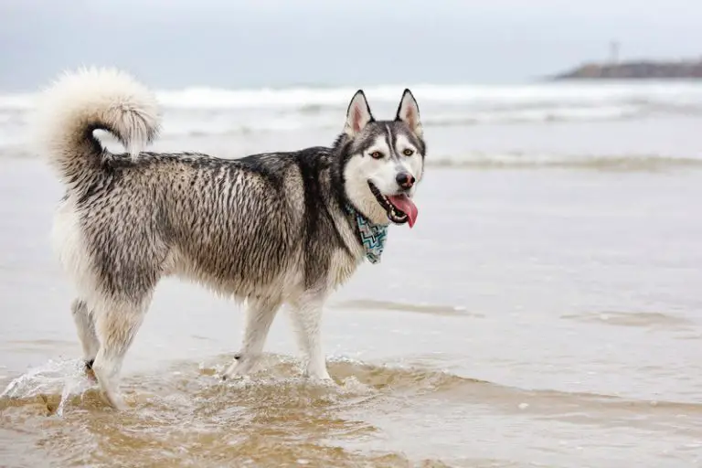 Why Does My Dog Have White Specks in Their Poop? (Explained!) Animals HQ