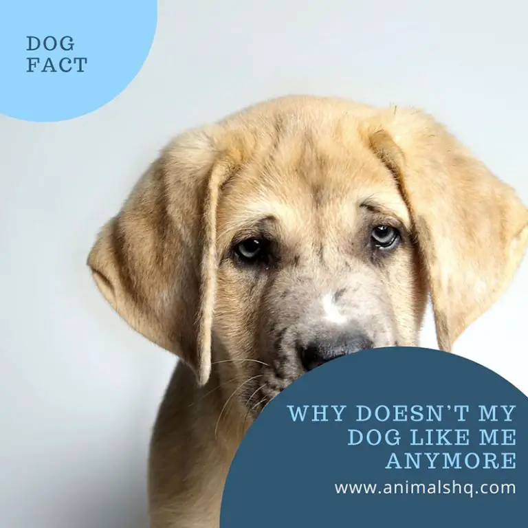 Why Doesn’t My Dog Like Me Anymore? (Explained!) Animals HQ