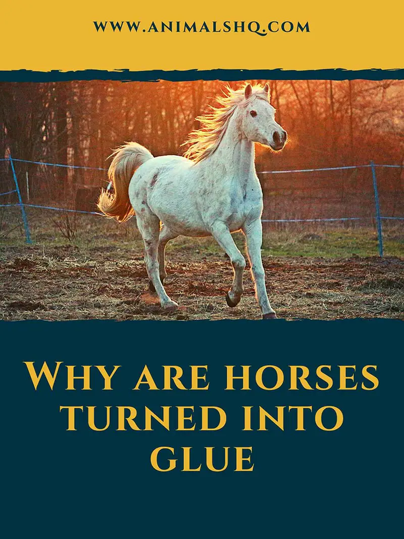 Why are horses turned into glue? (Explained!) Animals HQ