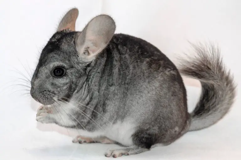 Can Chinchillas Be Put on A Leash? (Great Tips!) - Animals HQ