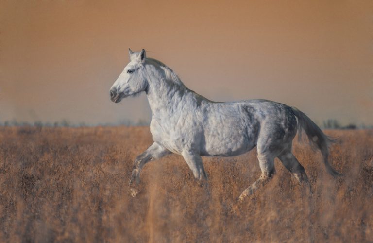Why are horses turned into glue? (Explained!) Animals HQ