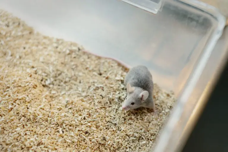 Can a Mouse Survive with a Broken Leg? (Read This First!) Animals HQ
