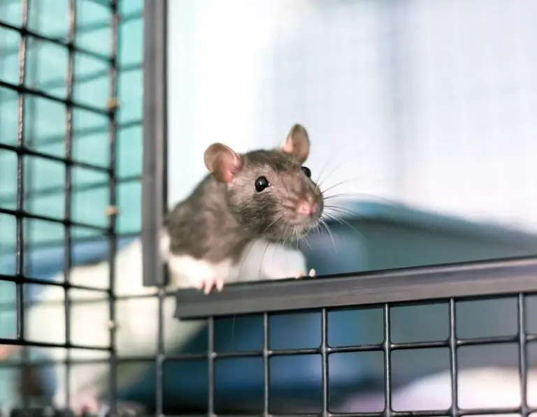 Can Rats Eat Yogurt? (All You Need to Know!) Animals HQ