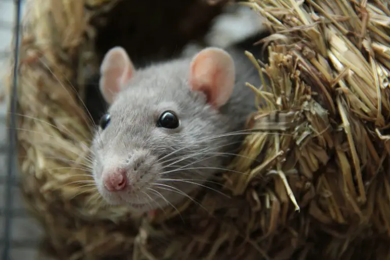 Can Rats Eat Yogurt? (All You Need to Know!) Animals HQ