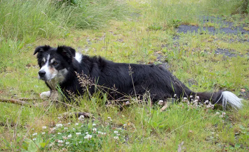 How Much Exercise Do Border Collies Need? Animals HQ