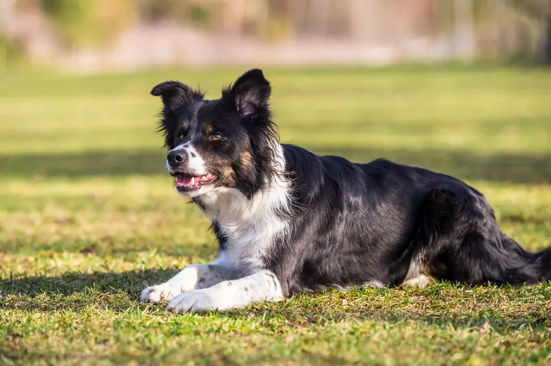 How Much Exercise Do Border Collies Need? Animals HQ