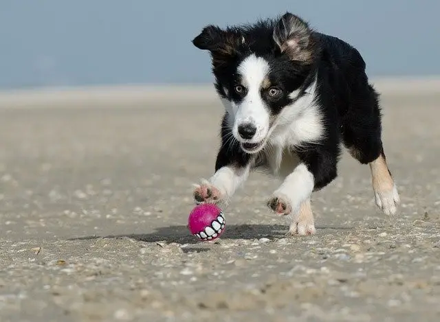 will my border collie ever calm down