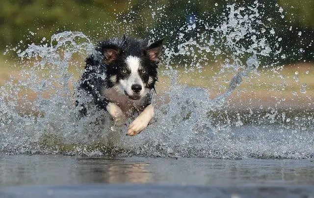 How Much Do Border Collies Shed? - Animals HQ