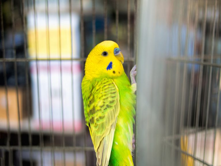 Why Do Budgies Bob Their Heads