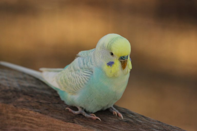 Why Do Budgies Feed Each Other? (Explained!) Animals HQ