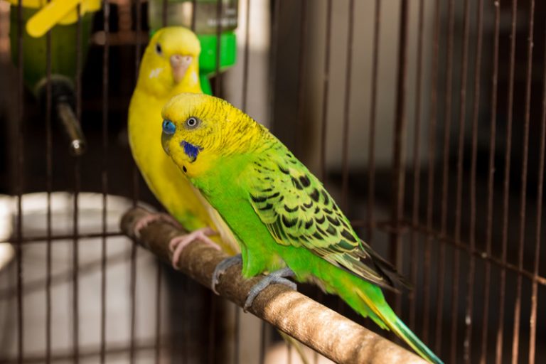 Why Does My Budgie Rub His Beak On The Perch? (Explained!)