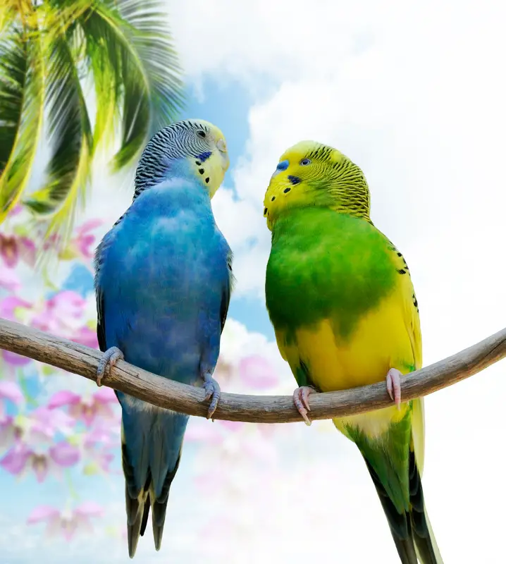 budgie webkinz