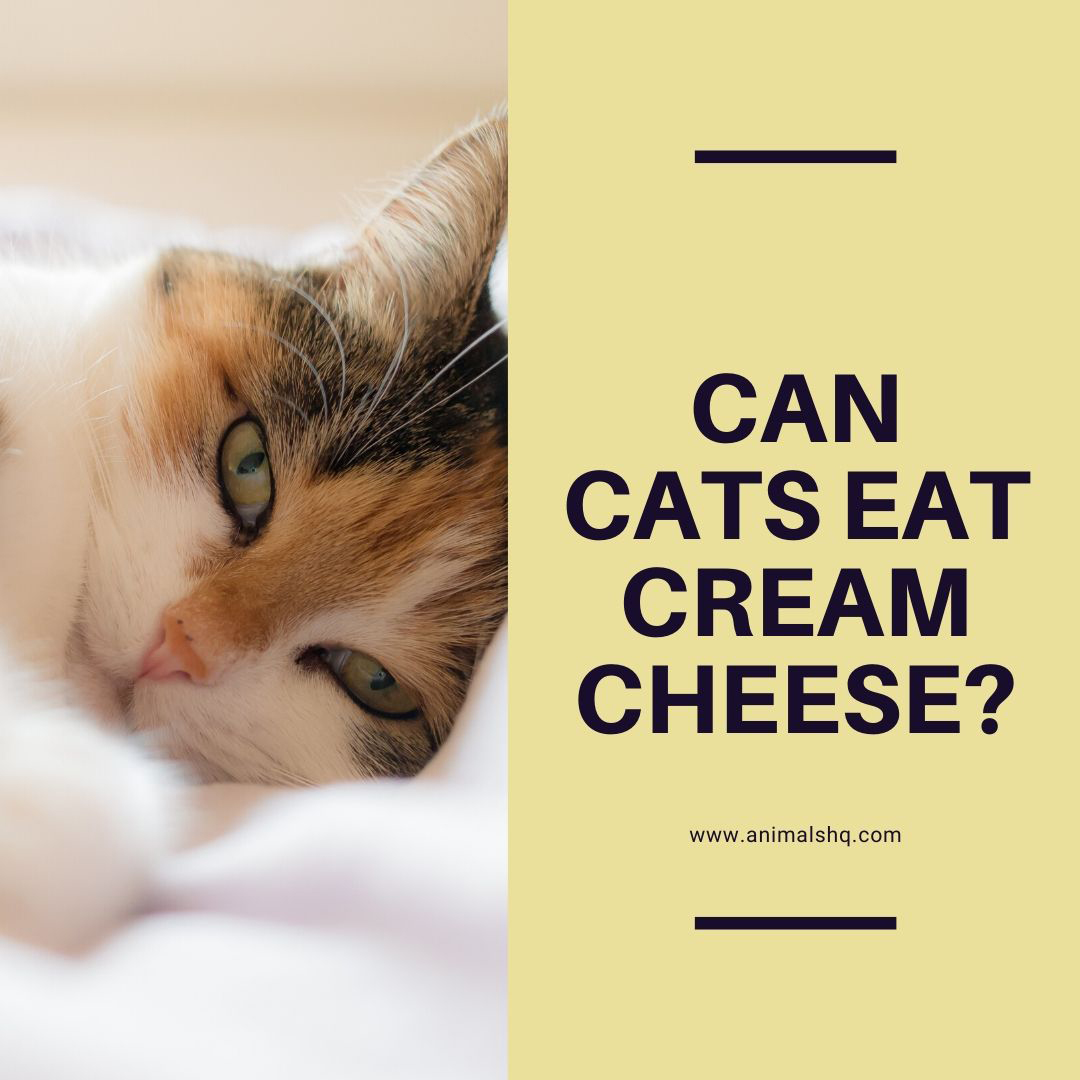 Can Cats Eat Cream Cheese? Animals HQ