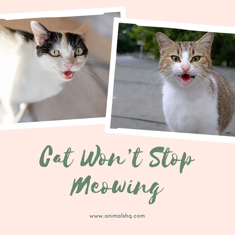 My Cat Won’t Stop Meowing and It’s Driving Me Insane (Explained