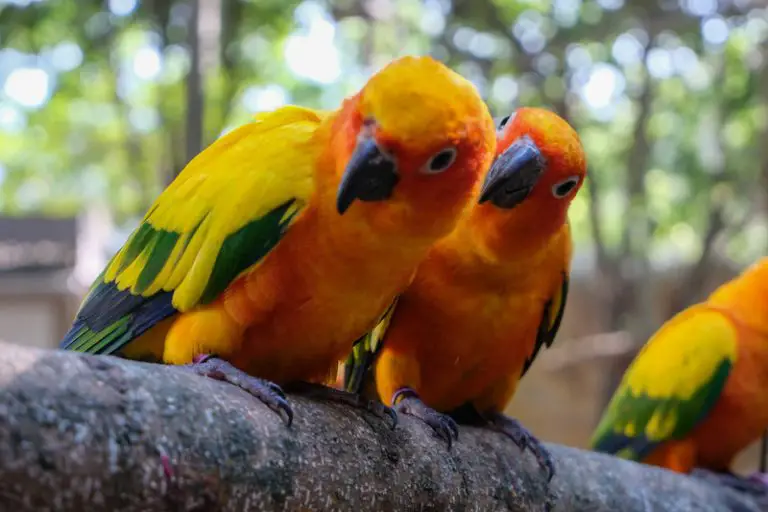 How Do Conures Show Affection? (All You Need to Know!) Animals HQ