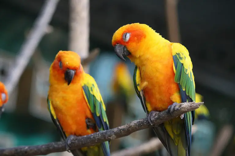 How Do Conures Sleep? Animals HQ