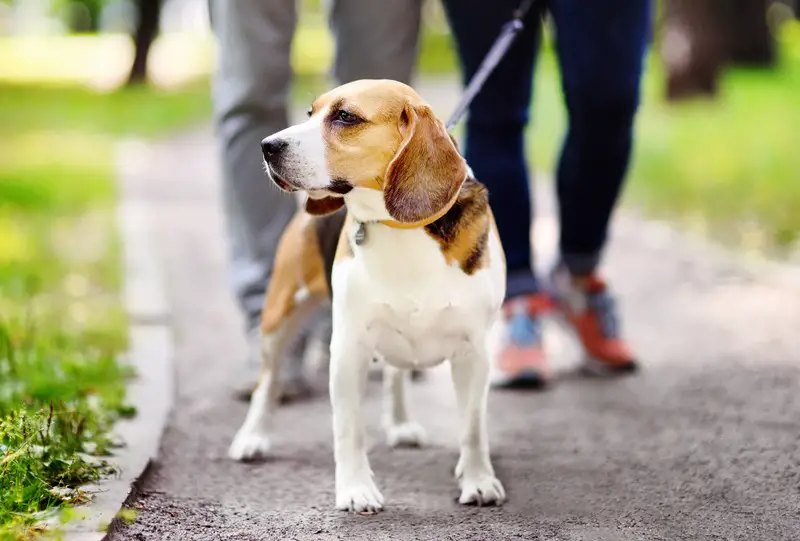 Is It Cruel to Never Walk Your Dog? (All You Need to Know!) - Animals HQ