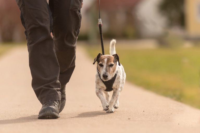 Is It Cruel to Never Walk Your Dog? (All You Need to Know!) Animals HQ