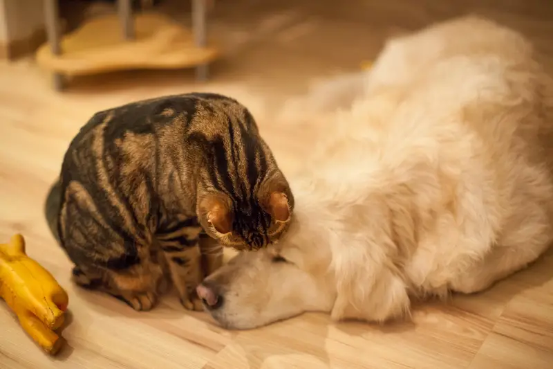 Should I Get a Cat to Keep My Dog Company? - Animals HQ