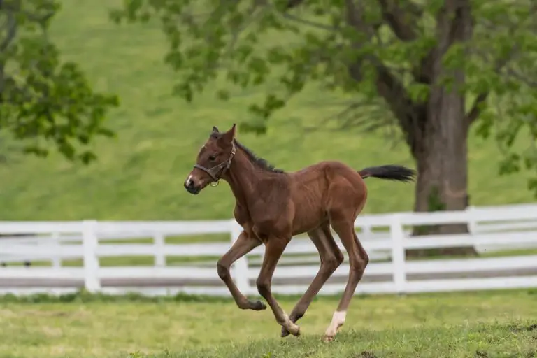 How much does a baby horse weigh (All You Need to Know!) Animals HQ
