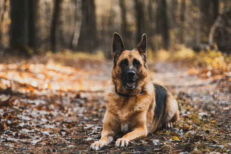 What Is the Average Lifespan of a German Shepherd? (Explained