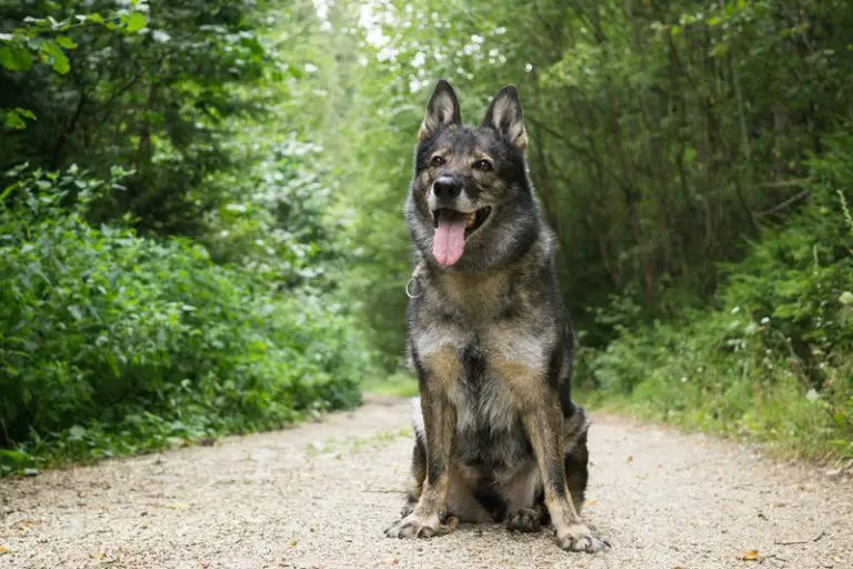 What Is the Average Lifespan of a German Shepherd? (Explained