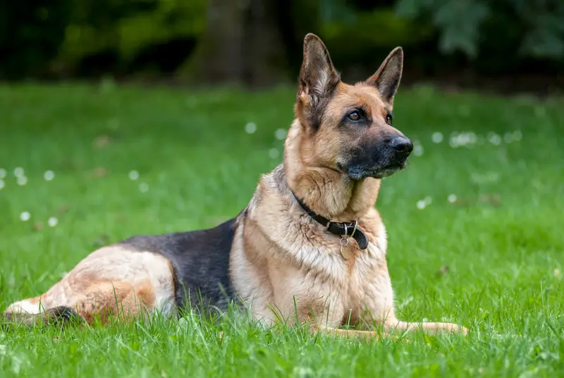 What Is the Average Lifespan of a German Shepherd? (Explained