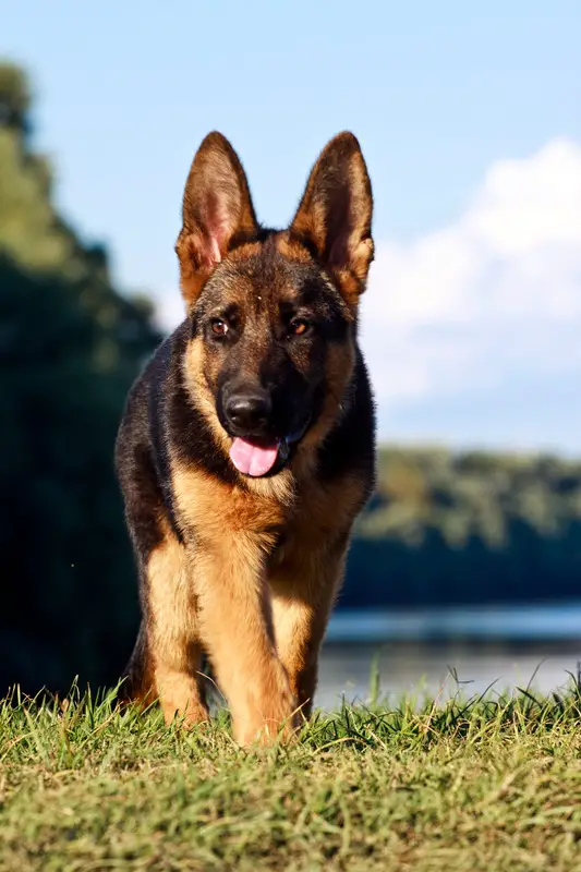 finding a home for my german shepherd