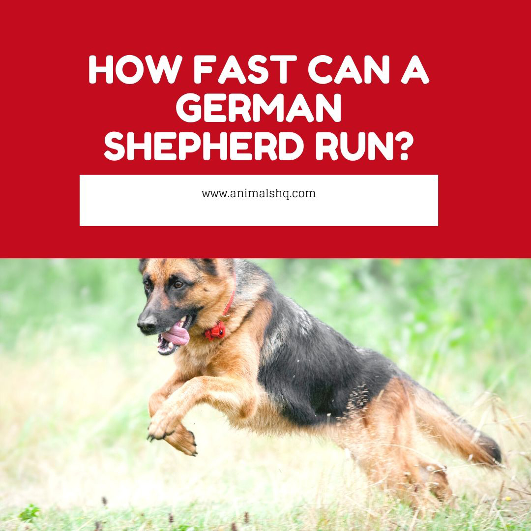 How Fast Can a German Shepherd Run? (Read This First!) Animals HQ
