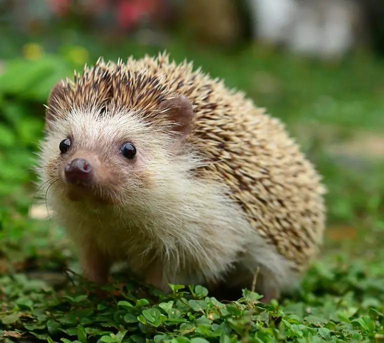 Why are Mealworms Bad for Hedgehogs? (Explained!) Animals HQ