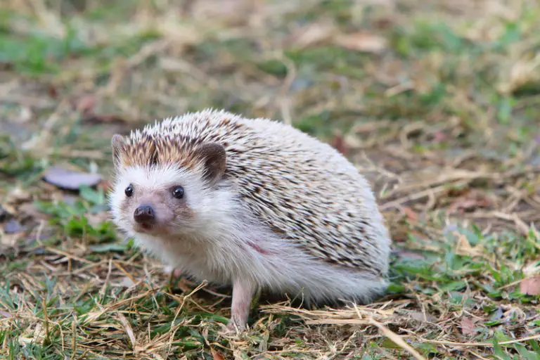 Why are Mealworms Bad for Hedgehogs? (Explained!) Animals HQ
