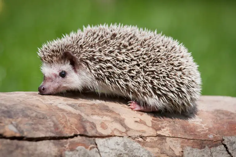 Why are Mealworms Bad for Hedgehogs? (Explained!) Animals HQ