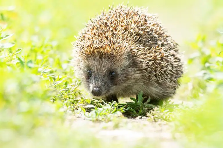 Why are Mealworms Bad for Hedgehogs? (Explained!) Animals HQ