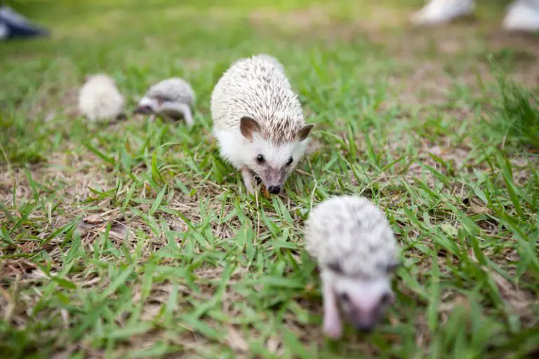 Why are Mealworms Bad for Hedgehogs? (Explained!) Animals HQ