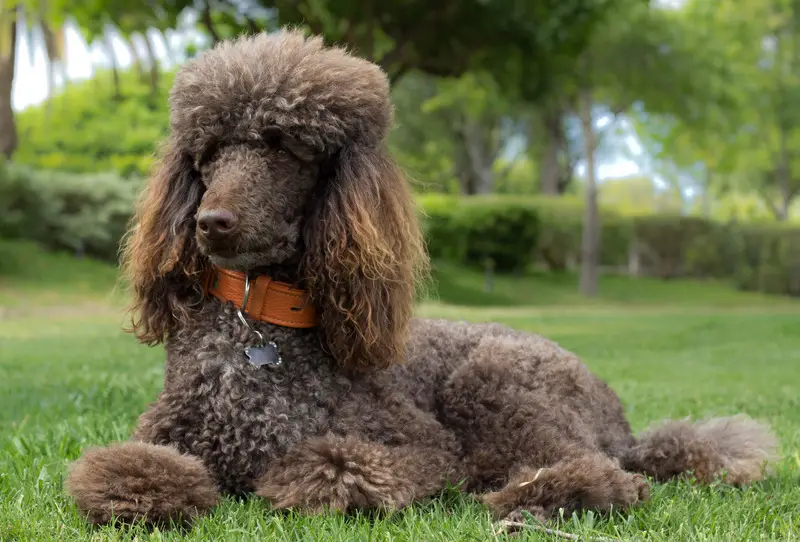 standard poodle docked tail