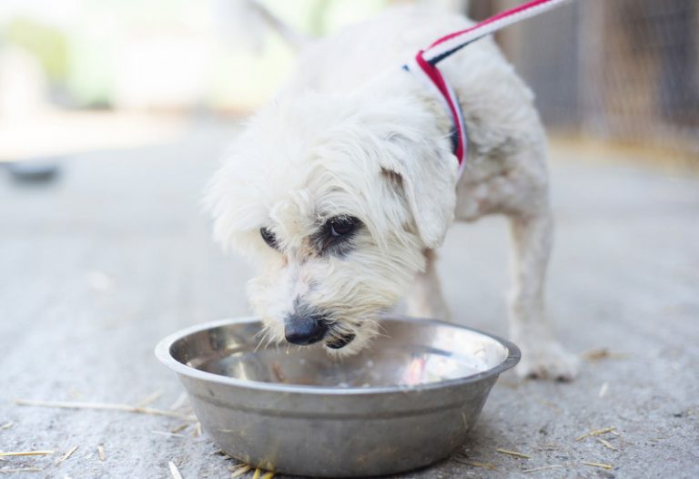 How Long Until a Dog Poops After Chicken and Rice (Solved!) Animals HQ