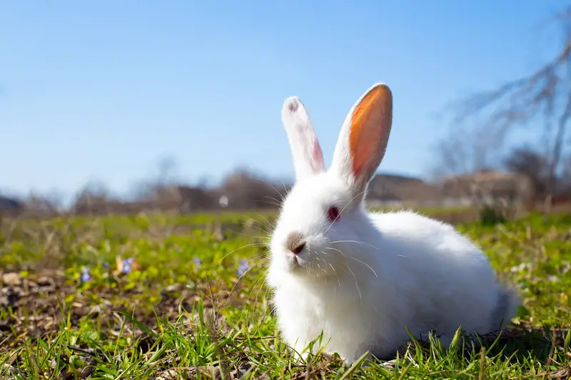 Why Do Rabbits Like Being On Their Back Animals Hq