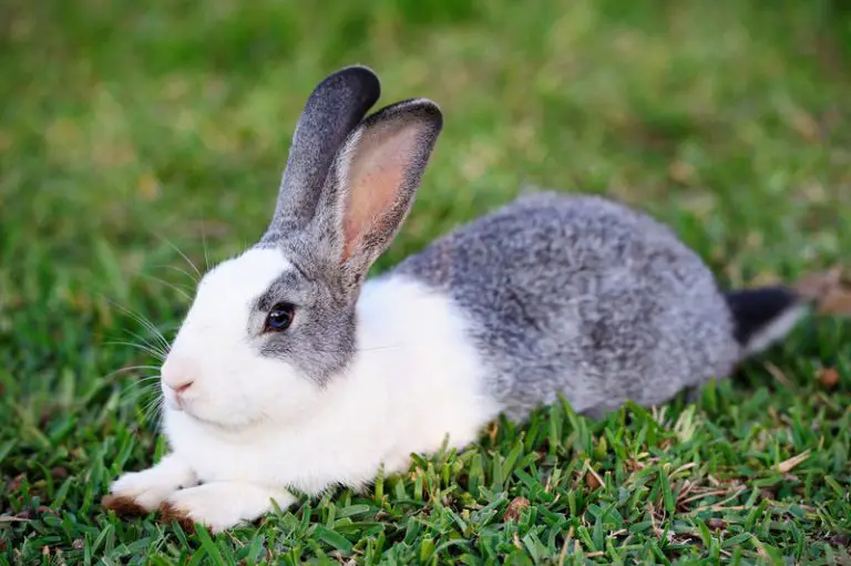 Why do Rabbits Like Being on Their Back Animals HQ