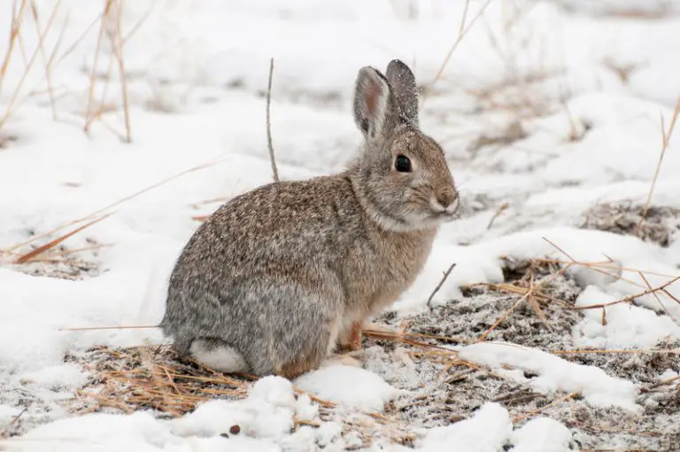 How Do Rabbits Adapt to Their Environment? Animals HQ