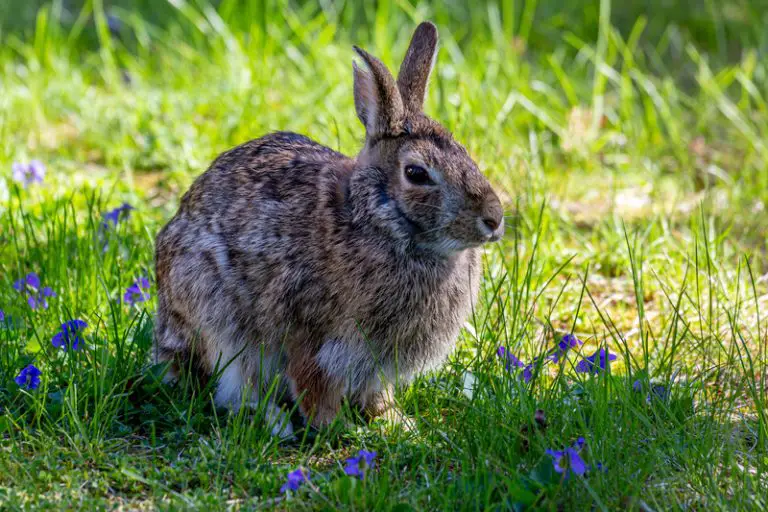 How Do Rabbits Adapt to Their Environment? Animals HQ