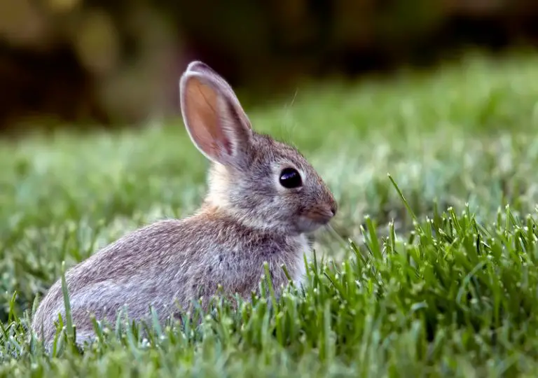 How Do Rabbits Adapt to Their Environment? Animals HQ