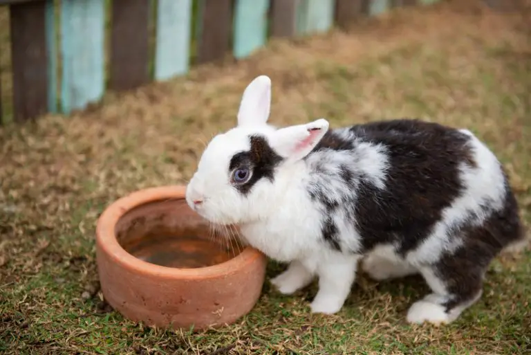 How Do Rabbits Die Naturally? Animals HQ